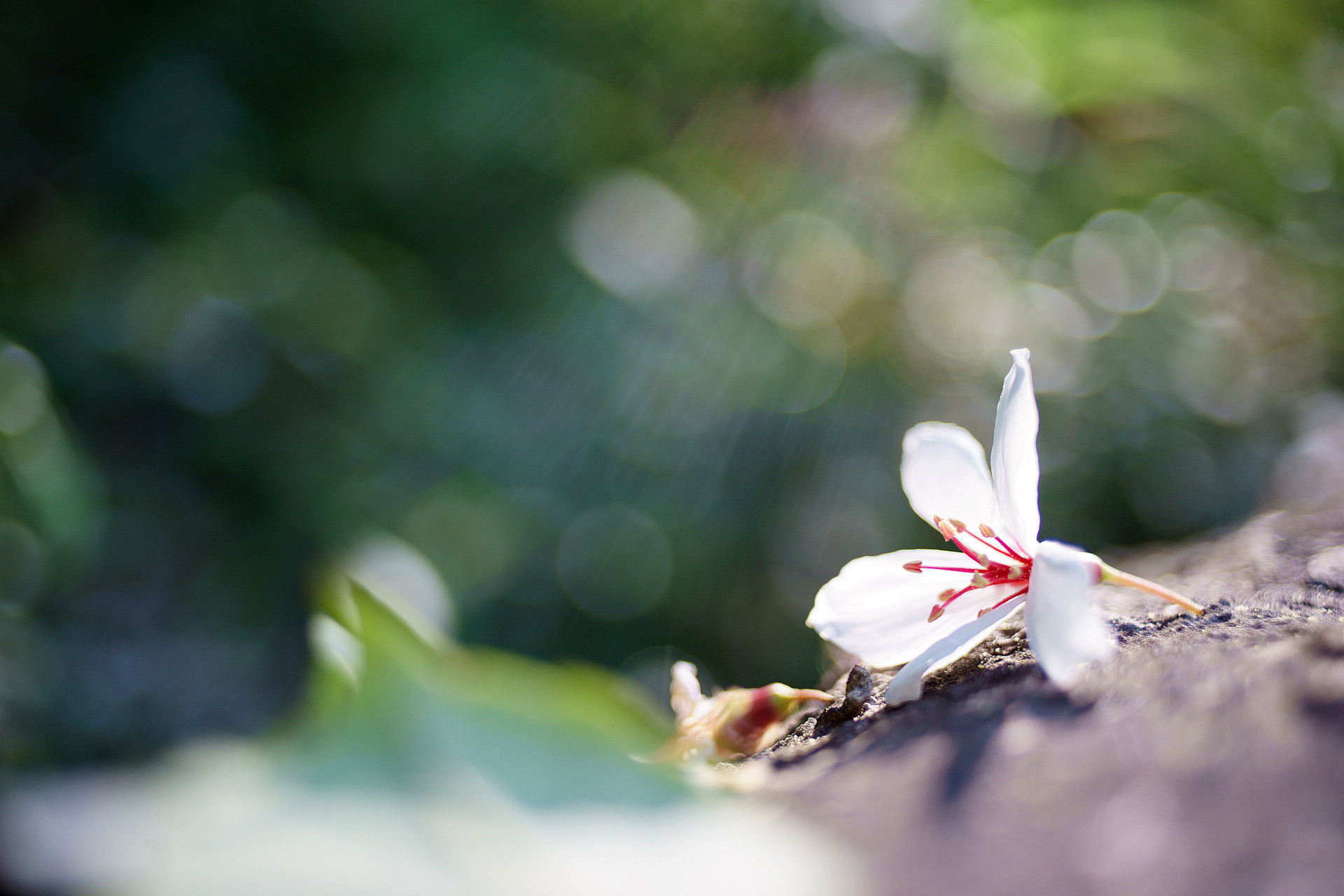 苗栗銅鑼-雙峰山-
